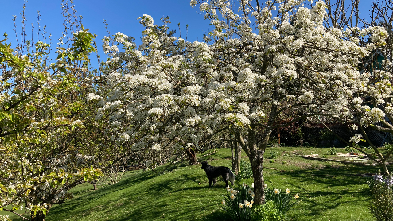 aisan pear blossom